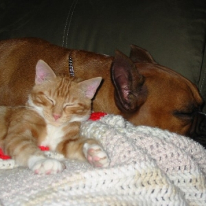 Rocky & partner in crime Coco Kitty