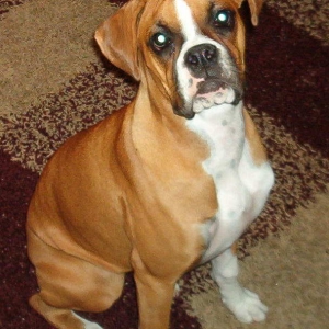 Roxxie