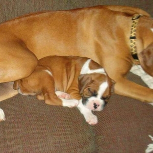 Sleepy Heads