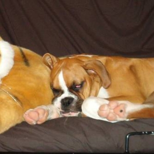 Napping Buddy
