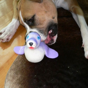 Sally the seal!
