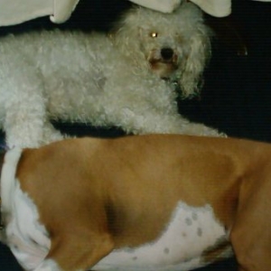 sleeping buddies