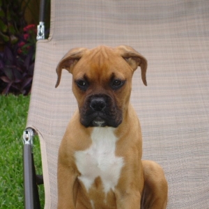 Ali