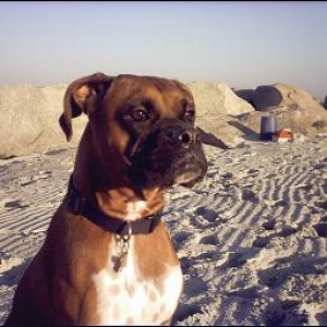 Cody - at the beach