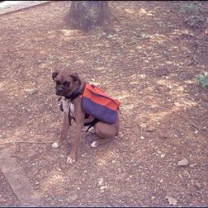 Cody - camping with his backpack