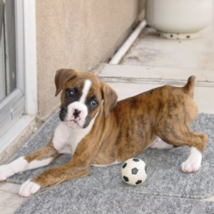 Roxy_028