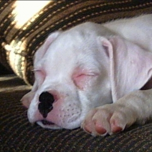 Sleepy Portia