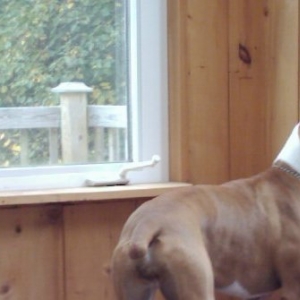 Guard Dogs