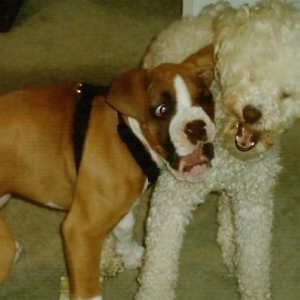Baby Ali & her big brother Bailey