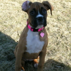 Floppy ear