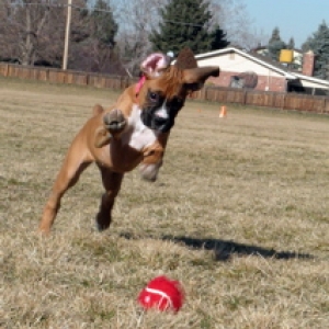 Super puppy!