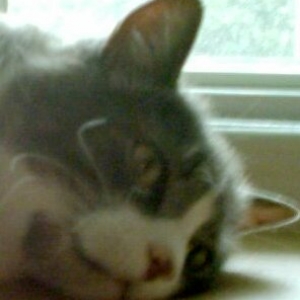 Sook likes to sleep in the window