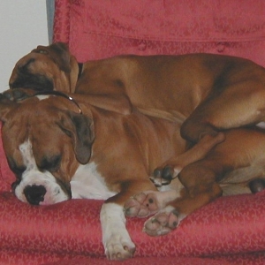 Max and Mocha