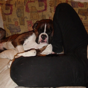 sleepy_puppy