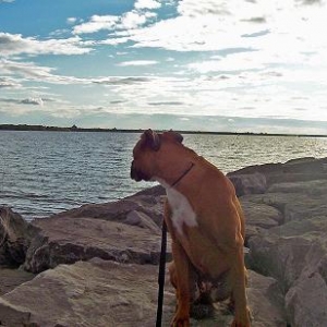 looking at the sailboats