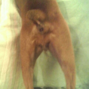 Lady's Butt