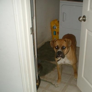 King_of_the_Boxers_2_