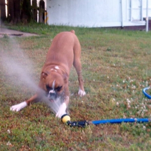 Roxxie and the Waterhose