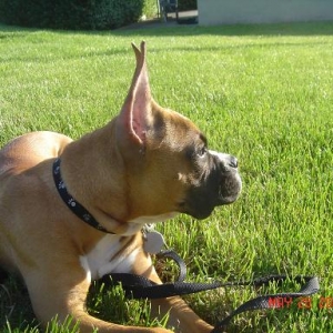 Tre looking at the sun