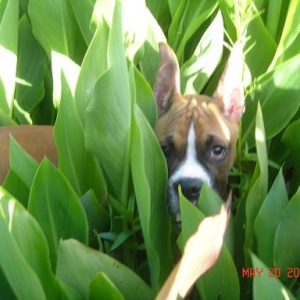 LOOK! Those leaves look like his ears!