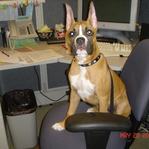 Tre sitting on my chair at work