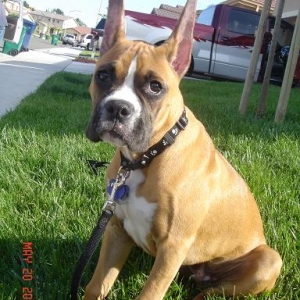 Tre on the grass in front of the house and truck