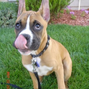 See my tongue >