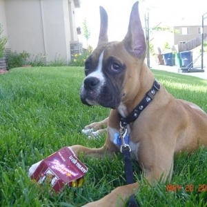 Hollywood Star Treats