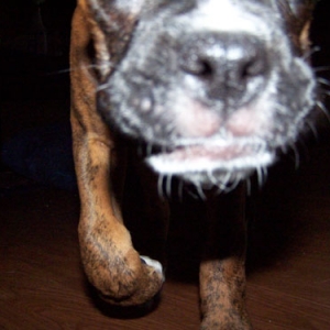 dozer22