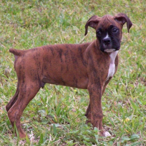 dozer24