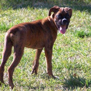 dozer27