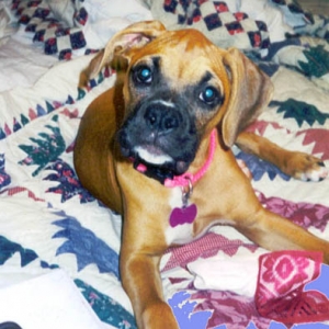 My Brandy at 2 months