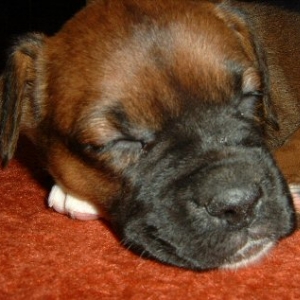 Spike Aged 7weeks