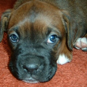 Spike Aged 7weeks (2)