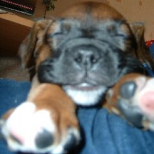Spike Aged 7weeks (3)