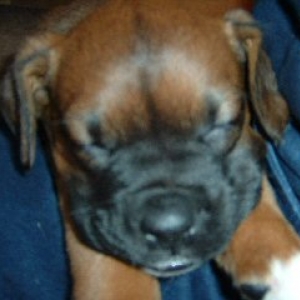 Spike Aged 7weeks (4)