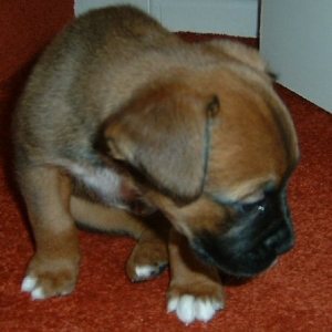 Spike Aged 7weeks (5)