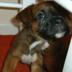 Spike Aged 7weeks (6)