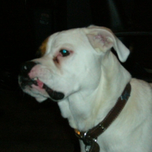 Baxter1