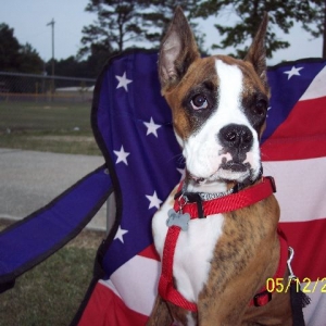 "American" Boxer..LOL