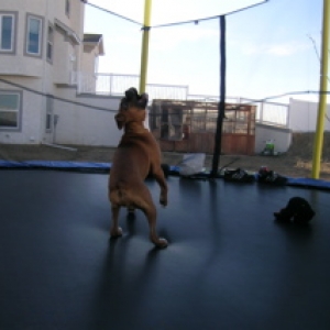 Lily jumping on trampoline