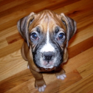 9 weeks old.