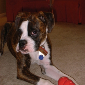 Do you have your Kong?