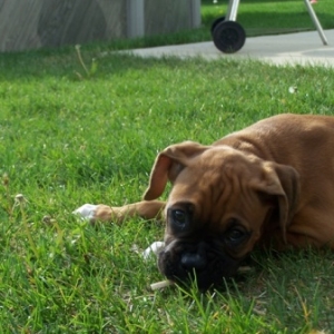chewing on stick