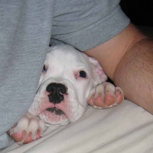 Rocky2