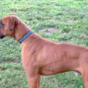Lenny2