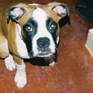 Good sit Harley