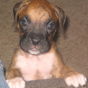 Bogie(yeah, changed his name!) 7weeks