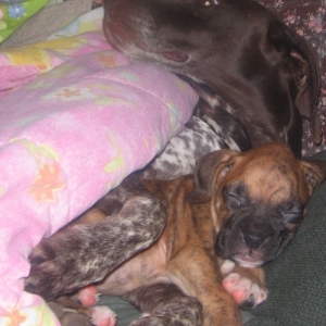 Bogie and Sadie cuddling