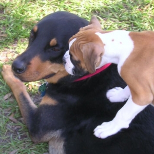 Tyson & Gizmo 1